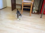 Filename=FB_IMG_1478333800472.jpg
Filesize=25KiB
Dimensions=720x540
Date added=Nov 05, 2016 FB_IMG_1478333800472.jpg