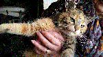 Filename=k1.gif
Filesize=124KiB
Dimensions=664x374
Date added=Jan 11, 2017 k1.gif