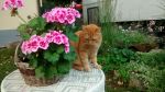 Filename=33DF36A7-86C0-4344-9C9B-D901D69955D6.jpeg
Filesize=178KiB
Dimensions=1200x674
Date added=Sep 25, 2017 33DF36A7-86C0-4344-9C9B-D901D69955D6.jpeg