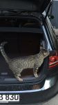 Filename=60276B3C-DFFB-4FB8-8BF1-CB0F37F59CF0.jpeg
Filesize=74KiB
Dimensions=405x720
Date added=Oct 25, 2017 60276B3C-DFFB-4FB8-8BF1-CB0F37F59CF0.jpeg