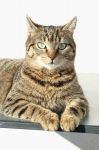 Filename=7C08969C-946B-46E1-829D-84E40A19D9D2.jpeg
Filesize=148KiB
Dimensions=799x1200
Date added=Jun 07, 2018 7C08969C-946B-46E1-829D-84E40A19D9D2.jpeg