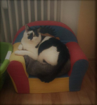 Filename=Kater_vermisst.png
Filesize=275KiB
Dimensions=520x562
Date added=Apr 13, 2017 Kater_vermisst.png