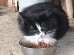 Filename=Zugelaufen2.jpg
Filesize=78KiB
Dimensions=960x720
Date added=Mar 30, 2020 Zugelaufen2.jpg