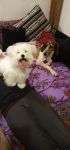 Filename=Zugelaufen_hund.jpg
Filesize=62KiB
Dimensions=454x960
Date added=Feb 19, 2020 Zugelaufen_hund.jpg